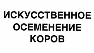 Искусственное осеменение коров. Как это происходит./жизнь в деревне Искусственное осеменение коров. Как это происходит./жизнь в деревне