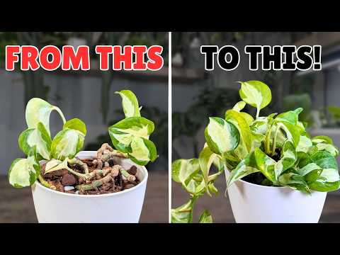 how I got this pot looking FULL again in 2 months thumbnail