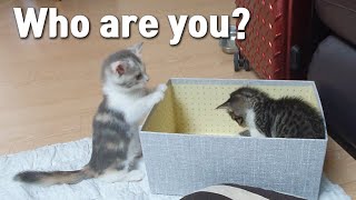 How does a Kitten React when It First Meets a Stray Cat?