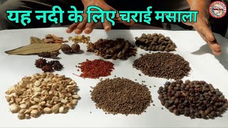 Charai Mashala Grand Powder Attraction For River Fish यह नद क लए चरई मसल
