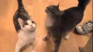 Kittens mew on different voices! Котята мяукают на разные голоса! Kittens mew on different voices! Котята мяукают на разные голоса!