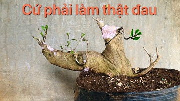 Cắt định hình cây Lộc vừng dáng hoành