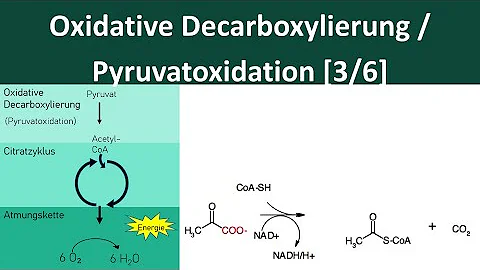 Wo findet die oxidative Decarboxylierung von Pyruvat statt?