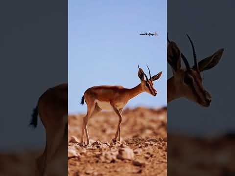 عيون الجازي ريم الدف من روائع الشعراء الكبار مراد البرعصي وفيصل بوغاليه