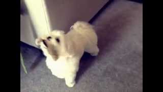 Obi the Maltese catches a squirrel! by Obi and Owen- Maltese 652 views 11 years ago 16 seconds