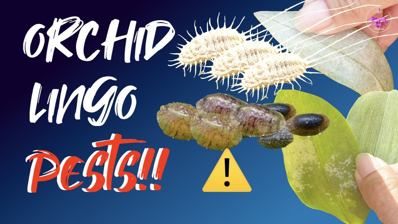 Scale | Mealy Bugs | Thrips | Aphids | Spidermites |  Prevention |Treatment ☣️⚠️ #ninjaorchids