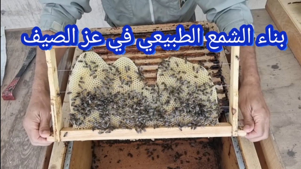 بناء الشمع الطبيعي في عز الصيف بدون مساعدة .