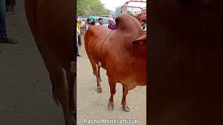 अर्धापूर बैल बाज़ार Ardhapur Bail Bazarcow