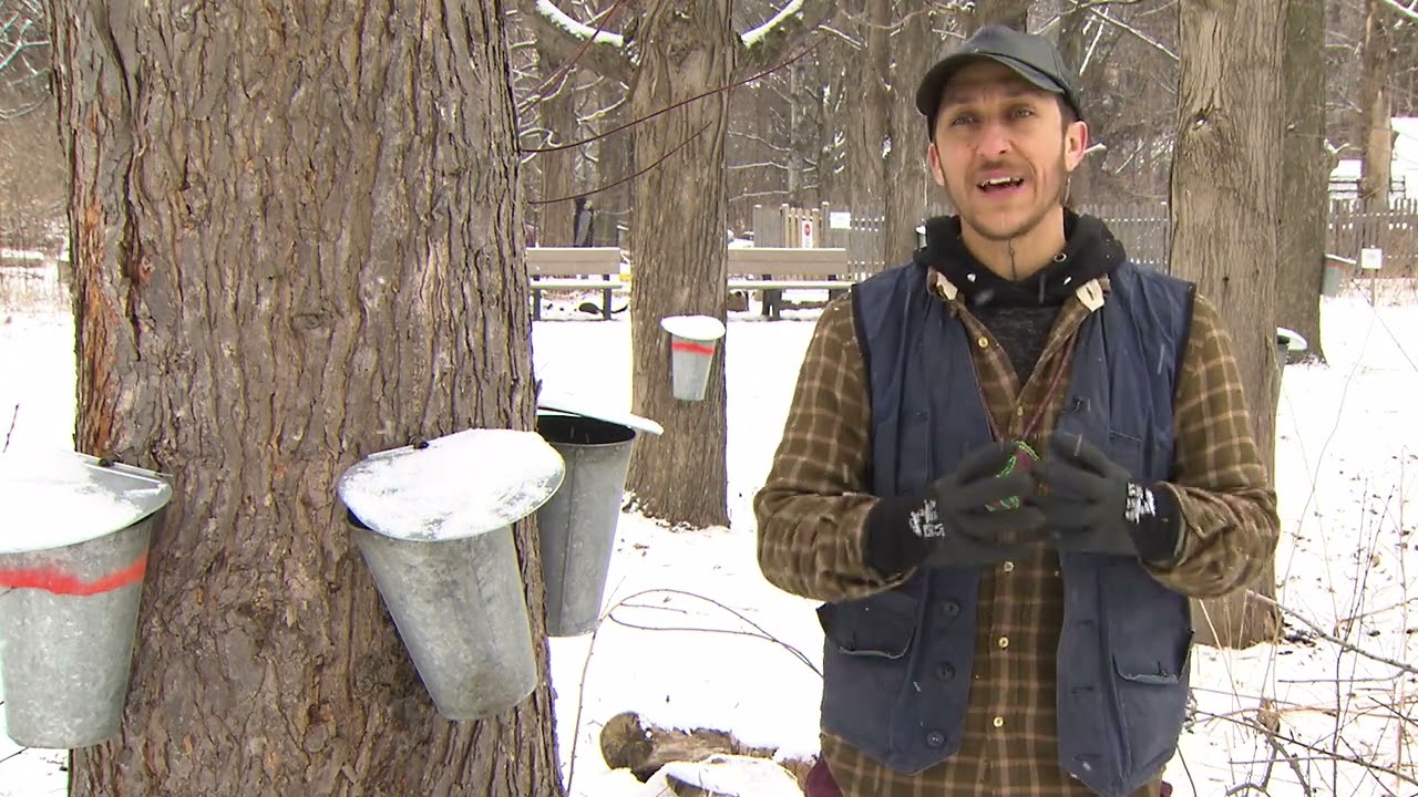 Maple Tree Knowledge with Joce TwoCrows, Great Lakes Métis