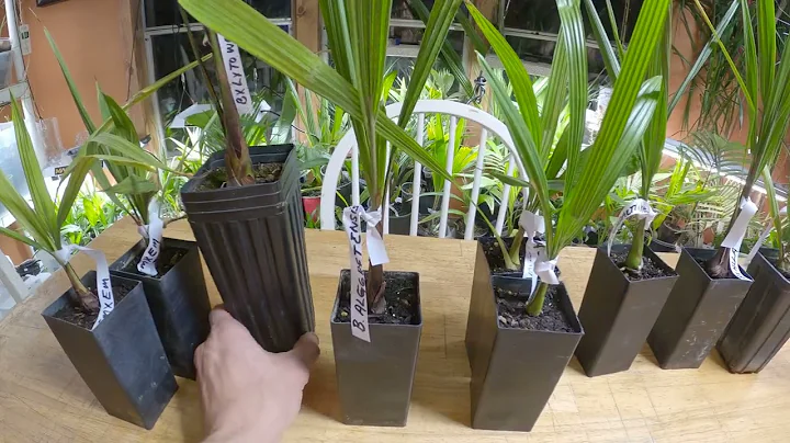Hybrid Palms from Patrick Shaffer - 2022 Order
