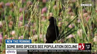 Taking stock of Vermont’s declining bird populations