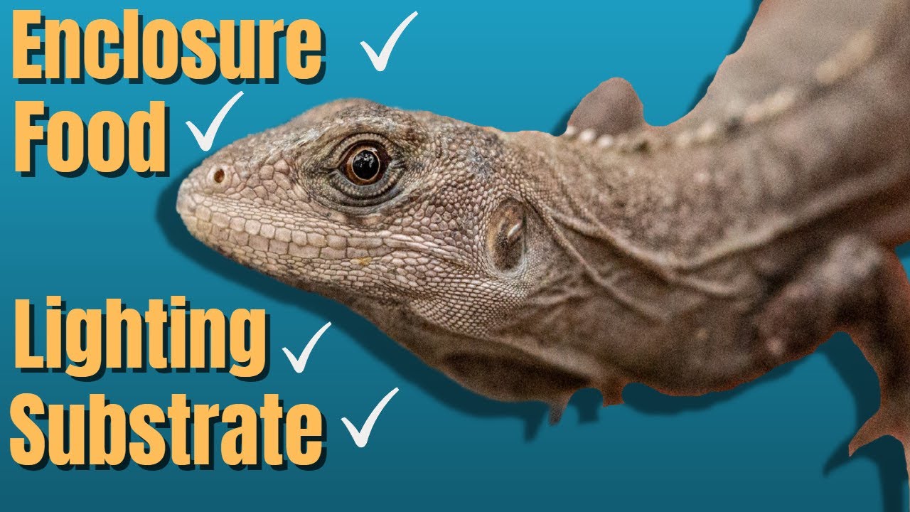 Baby Spiny-Tailed Iguana Enclosure Set up and Care | What Small Change Made A HUGE Difference