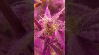 Zkittlez Headspace NortherThunderFuck 2/7/20