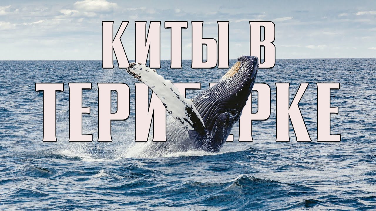 Прокат машины териберка