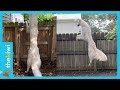 A cute and long dog の動画、YouTube動画。