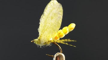 PMD Extended Body - Fly tying lesson video tutorial by Curtis Fry