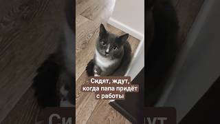 Смотреть до конца..У всех так? 😅 #котики #юмор