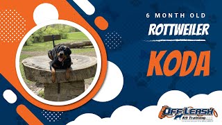 🆕 Ohio Dog Training | Springfield, Ohio Dog Training 🆕