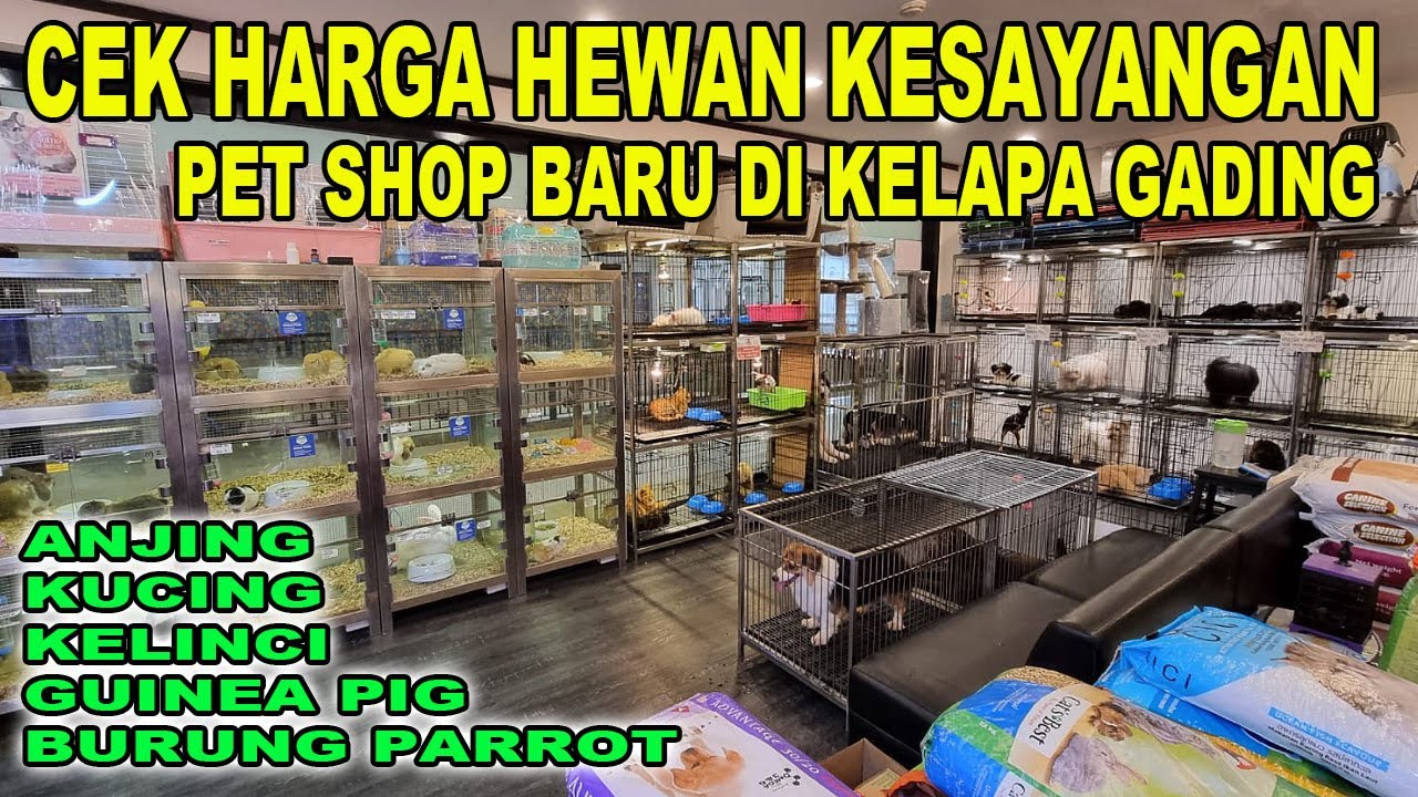 CEK HARGA ANJING KUCING DI PET SHOP BARU KELAPA GADING YouTube