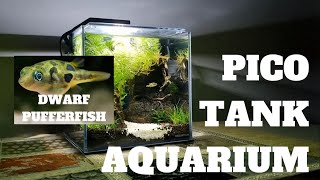 DWARF PEA PUFFER FISH  DESK AQUARIUM TANK SETUP