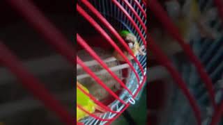 MY Cute Pineapple Sunconure Parrots Charlie And Charlo And MY Cute Guinea Pig Bhola And Bholi