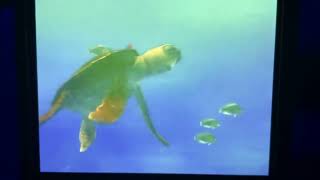 Finding Nemo marlin meets crush in full screen