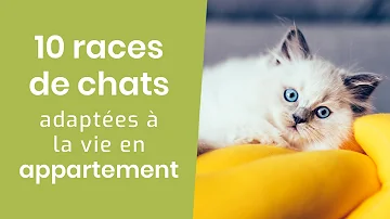 Quelle Race De Chat Ne Sort Pas Dehors