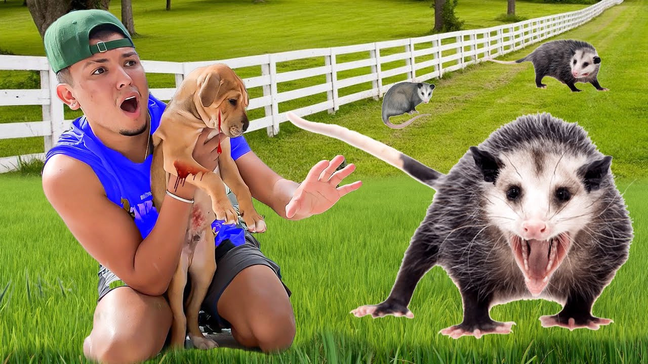 На моего щенка НАПАДАЛ ОПОССУМ!!