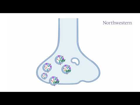 Animation of Synaptic Vesicle Cycle