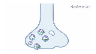 Animation of Synaptic Vesicle Cycle