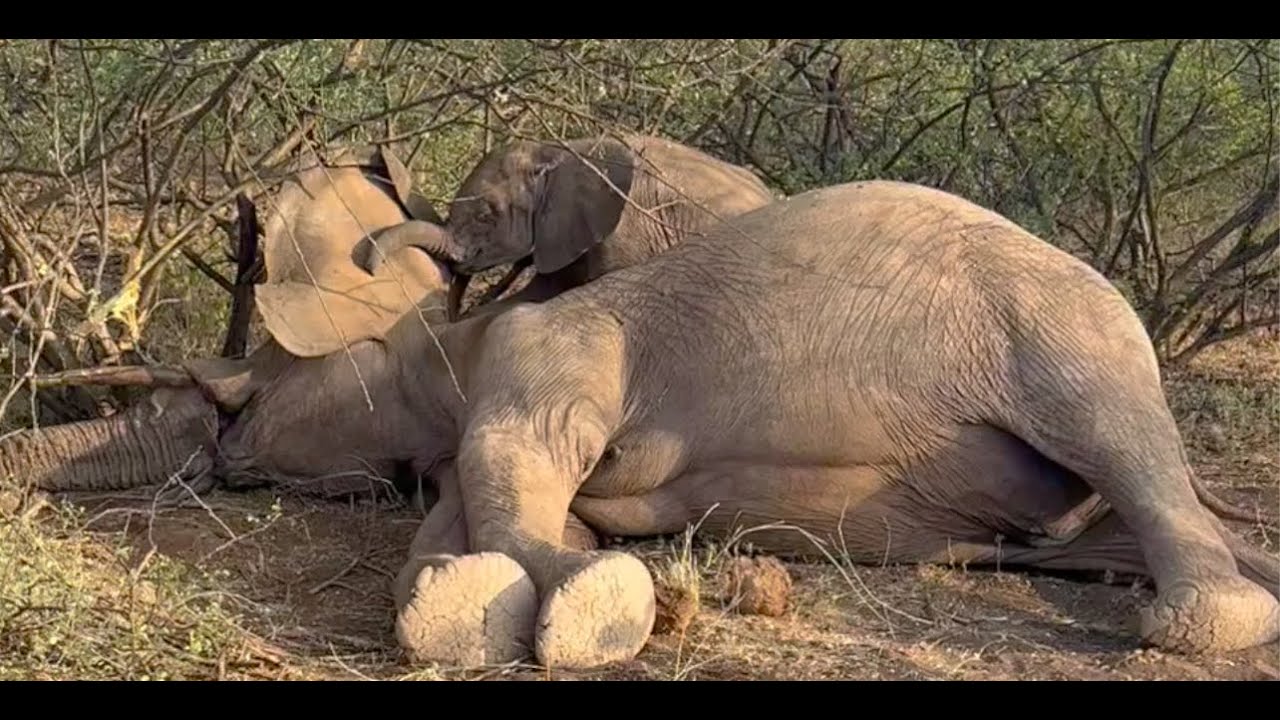 Heart-breaking footage of a young calf and his dead mother ...