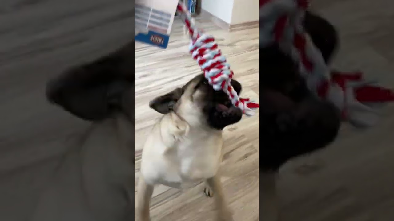 Happy pug playing with her toy 