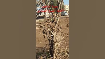سورة ابراهيم تلاوة الشيخ المنشاوي