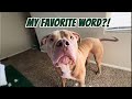 Pitbull becomes the happiest dog in the world when he hears this word 