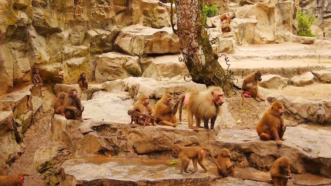 855077 hd 1920 1080 25fps