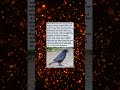 The Crow That Delivered A Wedding Ring And A Miracle The Crow That Delivered A Wedding Ring And A Miracle