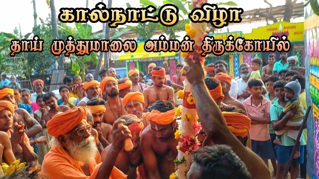 கால்நாட்டு திருவிழா| தாய் முத்துமாலை அம்மன் திருக்கோயில் கொடை விழா 🤍🙏🏻