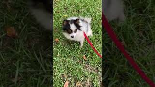 20200613 kennel cough
