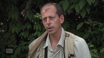 Jeff Skevington / ZADBI 2013 Diptera Blitz Participant