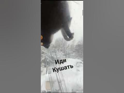 ЛЕТУЧИЙ КОТ - YouTube