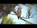 キレンジャク(2)舳倉島 - Bohemian Waxwing - Wild Bird - 野鳥 動画図鑑