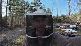 2024 bee season has begun! Unpacking nucleus colonies