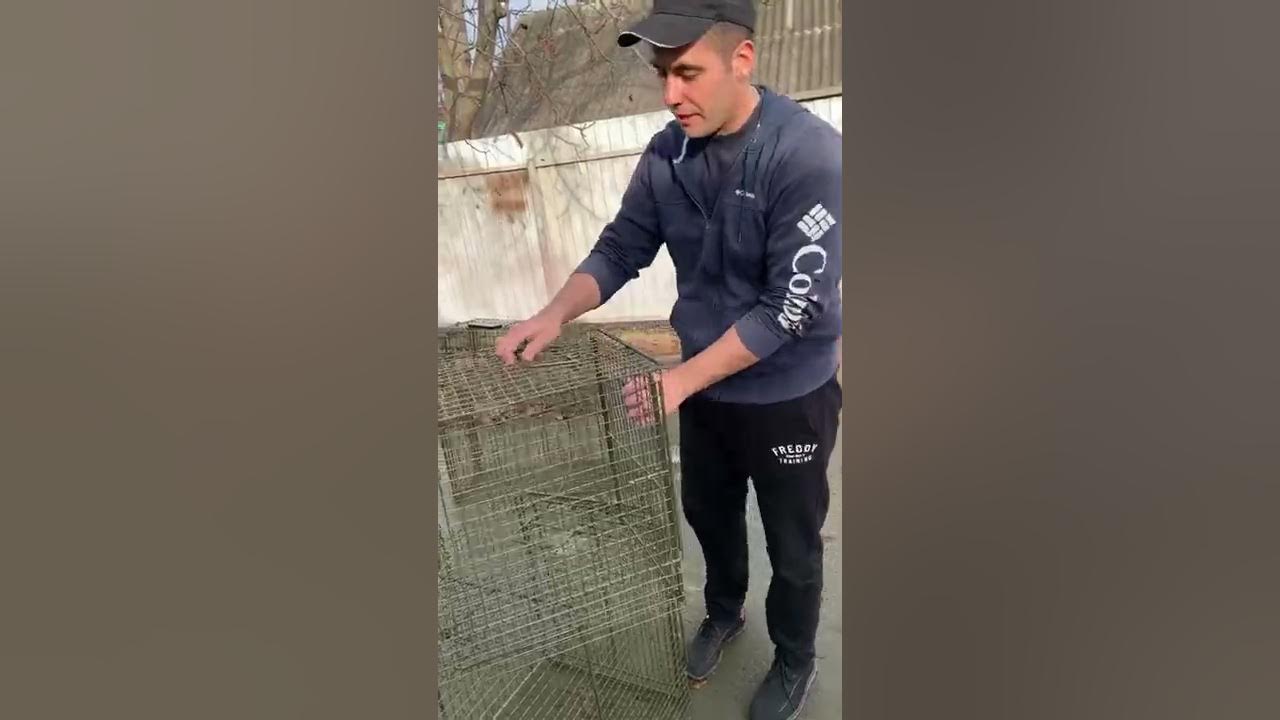 Живоловушка ловушка складная - YouTube