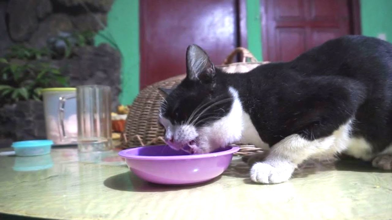 Our Old Cat Eating White Rice YouTube
