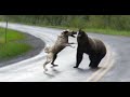 Unbelievable Animal Encounters Caught on Camera in less than 11 Minutes!