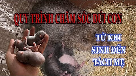 Chăm sóc dúi từ lúc sinh đến khi tách mẹ (kỹ thuật nuôi dúi, trại dúi Thành Trung)
