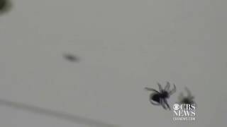 Australia: where spiders rain down from the sky - video report, World news