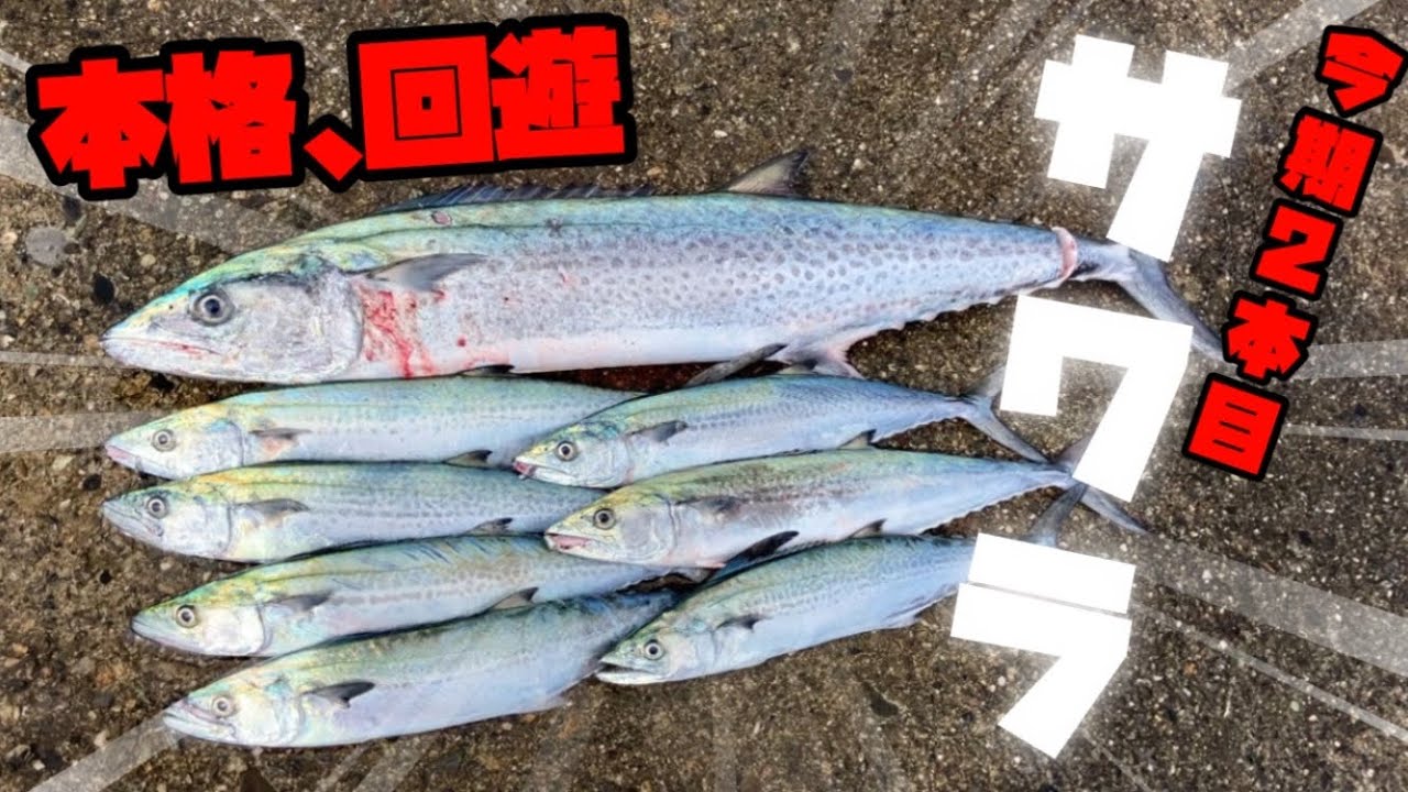 サゴシ、サワラ釣るなら‼️今、このルアー‼️