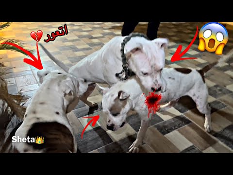 كلب البيتبول المجنون مع بويكا وسلطان لأول مرة