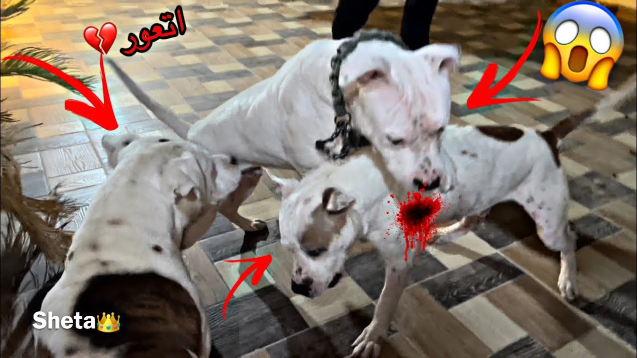 Crazy Pitbull с Бойкой и Султаном в первый раз 😱